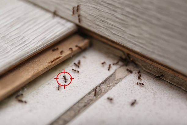 Best Cockroach Control Services  in Justice, OK