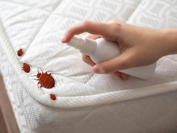 Best Local Pest Control Services  in Justice, OK
