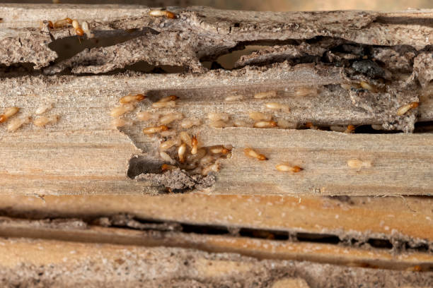 Best Pest Inspection Near Me  in Justice, OK