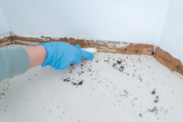 Best Exterminator Services  in Justice, OK